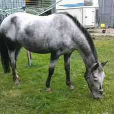 Knabstrupper Thunder Grey