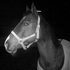 Dansk Varmblod Dritholmgårds Grand Zuré