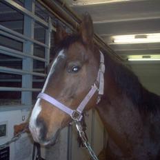 Dansk Varmblod Dritholmgårds Grand Zuré