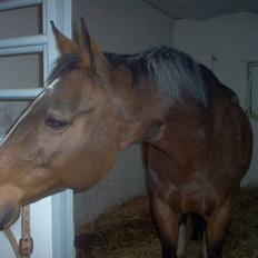 Dansk Varmblod Dritholmgårds Grand Zuré