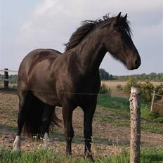 Irish Cob Crossbreed Thor