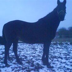 Oldenborg Beatrix SOLGT