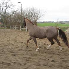 Anden særlig race Jumping Jack Flash R.I.P