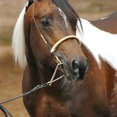 Pinto Araber El Hakim 