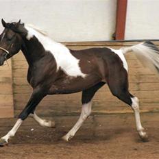 Pinto Araber El Hakim 