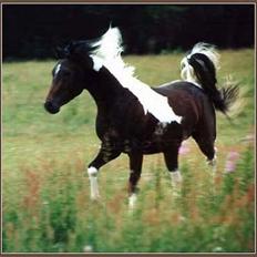 Pinto Araber El Hakim 