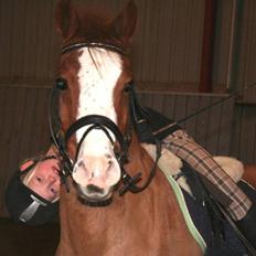 Anden særlig race Simba