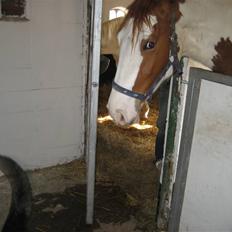 Pinto Damsgaards merian