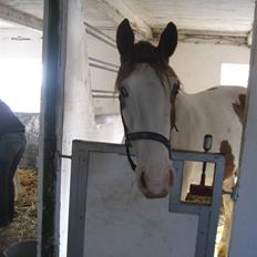 Pinto Damsgaards merian