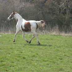 Pinto Damsgaards merian