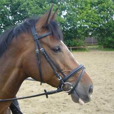 Dansk Varmblod Didier af Lilleris   (DJ)