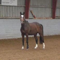 Dansk Varmblod Didier af Lilleris   (DJ)