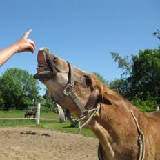 Anden særlig race Trixtan <3 mitet&alt