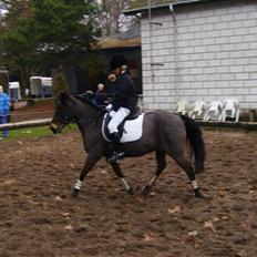 Anden særlig race Haugaards Frederik