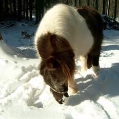 Anden særlig race Rica af Ravnshøjgaard