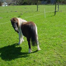 Anden særlig race Rica af Ravnshøjgaard