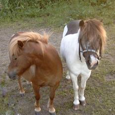 Anden særlig race Rica af Ravnshøjgaard