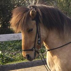 Anden særlig race Rexi