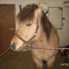 Anden særlig race Rexi