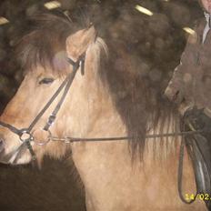 Anden særlig race Rexi