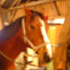 Anden særlig race Sevilla