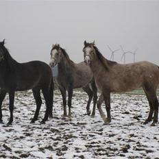 Arabisk fuldblod (OX) CA Ori