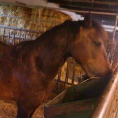 Anden særlig race Haugaards Frederik