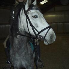 Anden særlig race robert ***SOLGT***