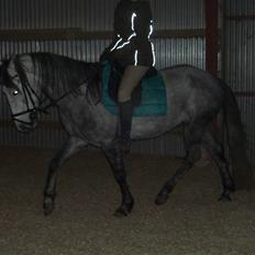 Anden særlig race robert ***SOLGT***