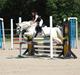 Welsh Mountain (sec A) Crowns Happy Moon