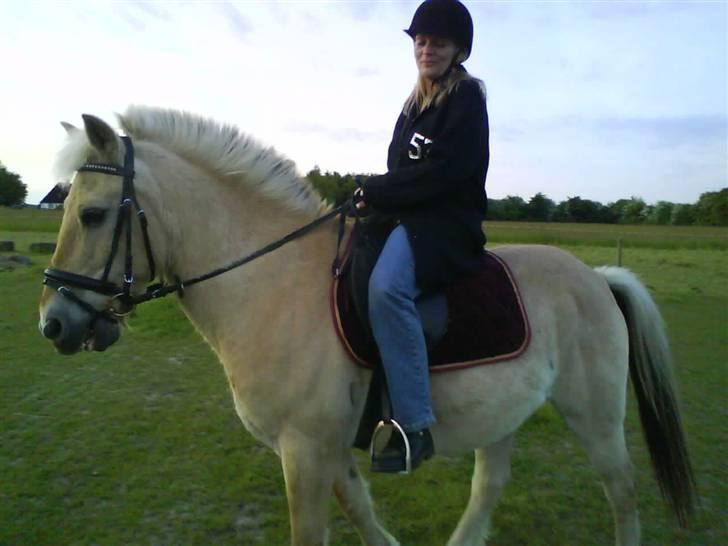 Fjordhest Nero  - min moster som rider ham <3 billede 12