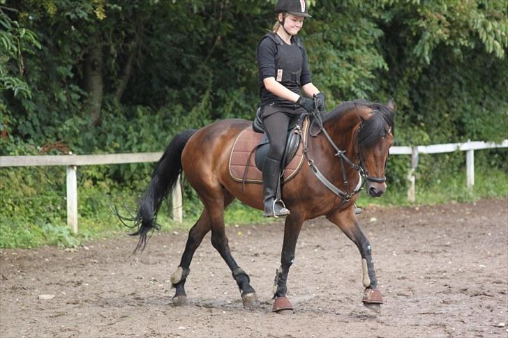 Anden særlig race Bonnie  - Opvarmning til spring. Fin trav :-) Foto: CSJ  billede 15