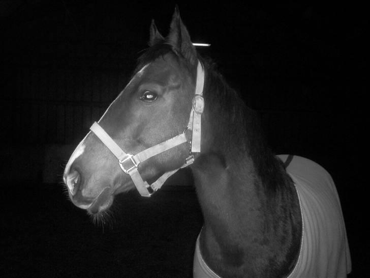 Dansk Varmblod Dritholmgårds Grand Zuré - DRITHOLMSGÅRD´S GRAND ZURÉ billede 1