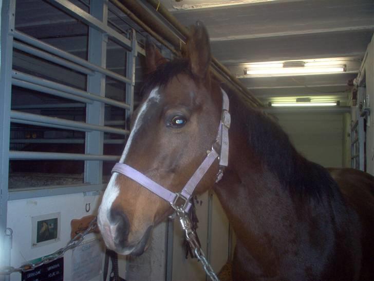 Dansk Varmblod Dritholmgårds Grand Zuré billede 2