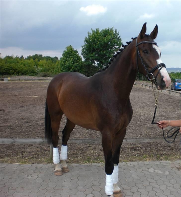 Dansk Varmblod Grønskovlund's Monet ( Call me happy ) Solgt til c billede 10