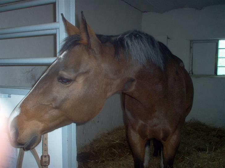 Dansk Varmblod Dritholmgårds Grand Zuré billede 3
