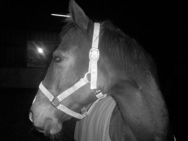 Dansk Varmblod Dritholmgårds Grand Zuré billede 4