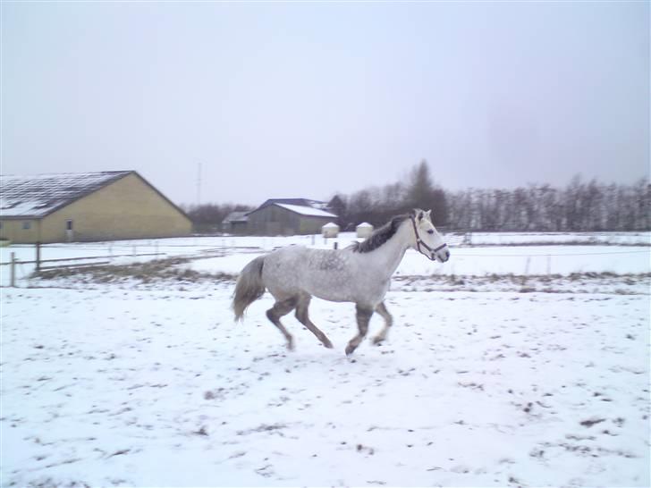 Anden særlig race Honey. SOLGT. <3 - wii, jeg er vilddyr!<3 billede 4