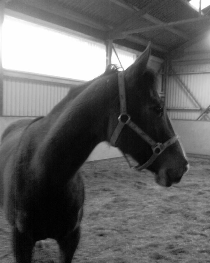 Dansk Varmblod Dritholmgårds Grand Zuré billede 5