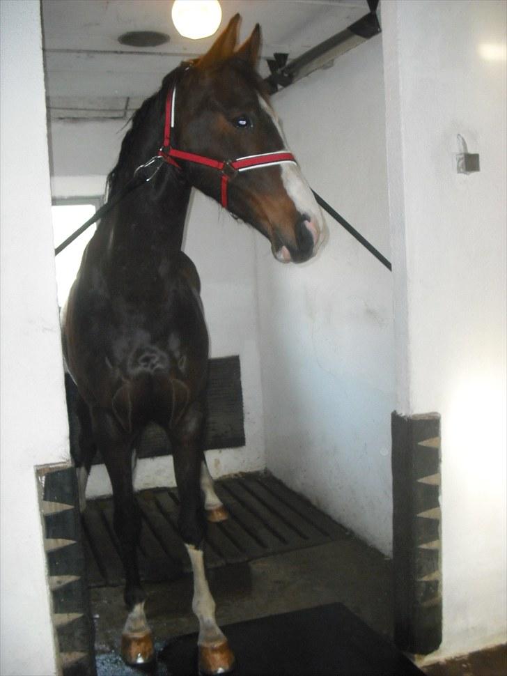 Dansk Varmblod Grønskovlund's Monet ( Call me happy ) Solgt til c billede 11