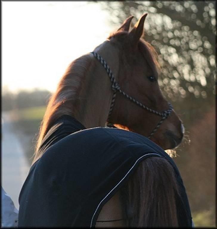 Arabisk fuldblod (OX) Ma-Ajmala - SOLGT billede 12