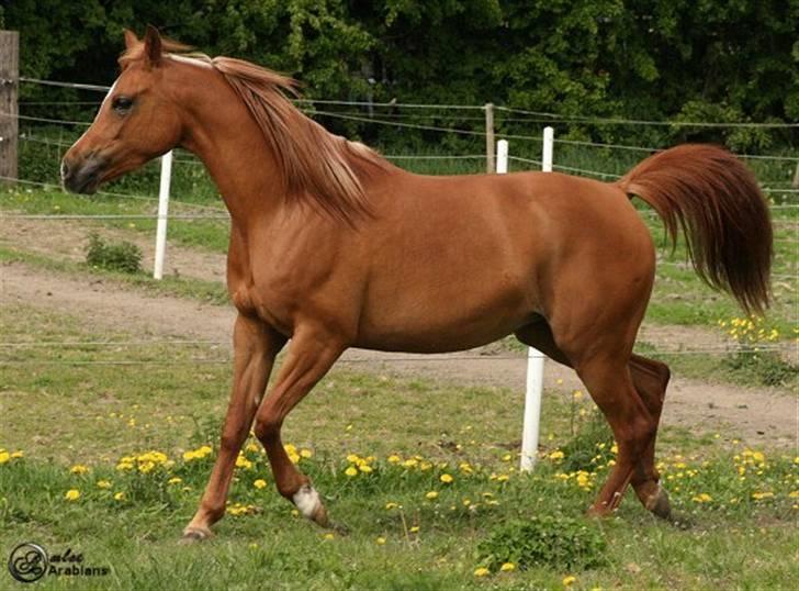 Arabisk fuldblod (OX) Ma-Ajmala - SOLGT billede 13