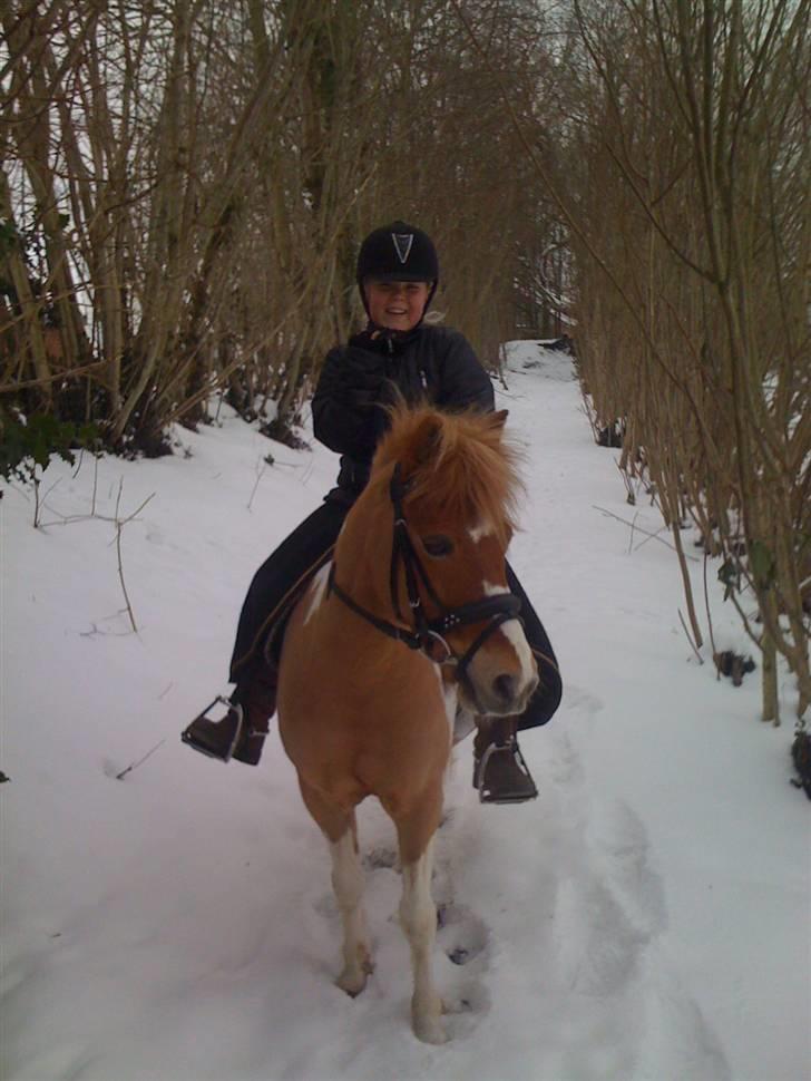 Anden særlig race Viktor SOLGT - Viktor og Mille på "snetur" 2010 billede 2