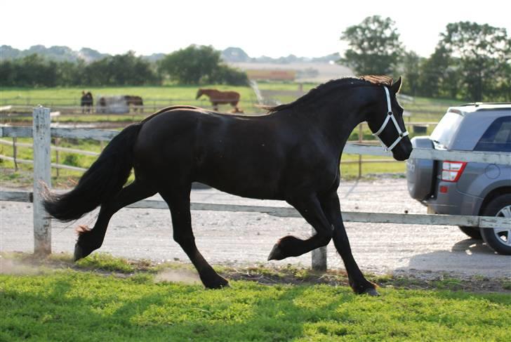 Frieser Diablo - lækker sag:) billede 1