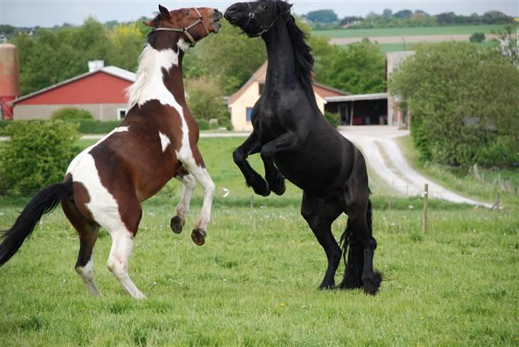 Frieser Diablo - morgen leg:) billede 14