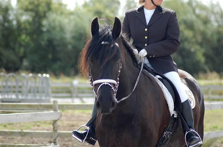 Frieser Diablo - dressur stævne - 09 LD (3 plads) billede 15