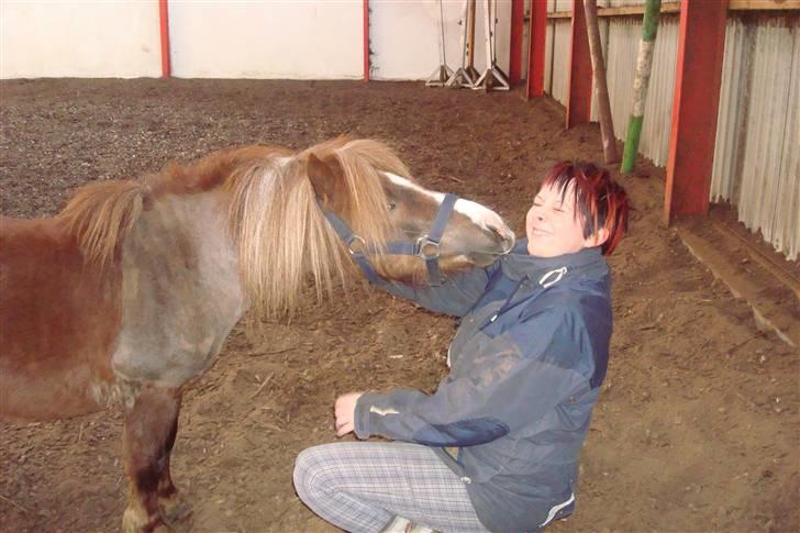 Shetlænder Sandbjerggårds Rasmus*Solgt* - Kyss til Randi billede 11