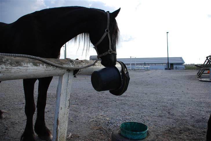 Frieser Diablo - mere mad tak;) billede 16