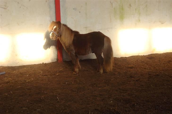 Shetlænder Sandbjerggårds Rasmus*Solgt* billede 12