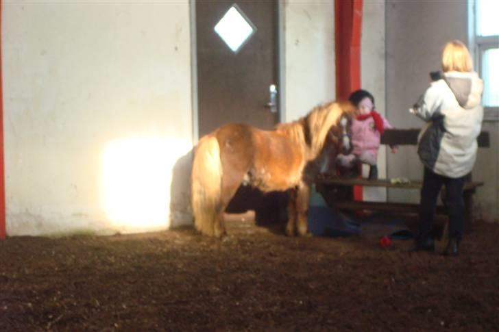 Shetlænder Sandbjerggårds Rasmus*Solgt* - Han var total vild med min lille kusine Emmie..Men hun havde jo også "bommer"(hesteslik) i lommen:) billede 13